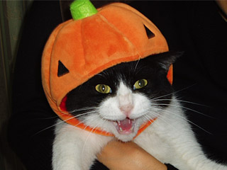 かぼちゃ頭くん