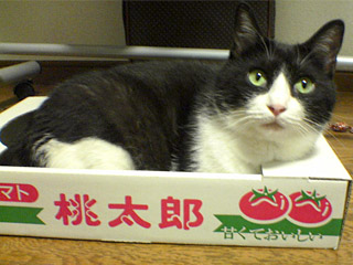 とまとの箱に入る愛猫のぞろ
