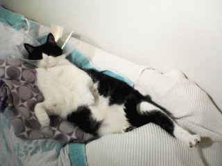 ソファでダラけるぞろ