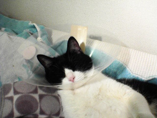 ソファでダラけるぞろのアップ